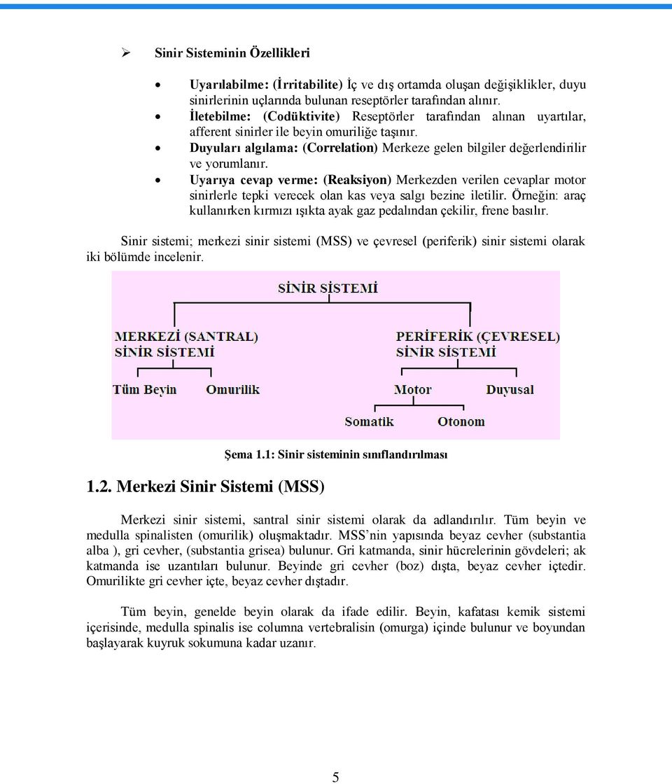 Uyarıya cevap verme: (Reaksiyon) Merkezden verilen cevaplar motor sinirlerle tepki verecek olan kas veya salgı bezine iletilir.