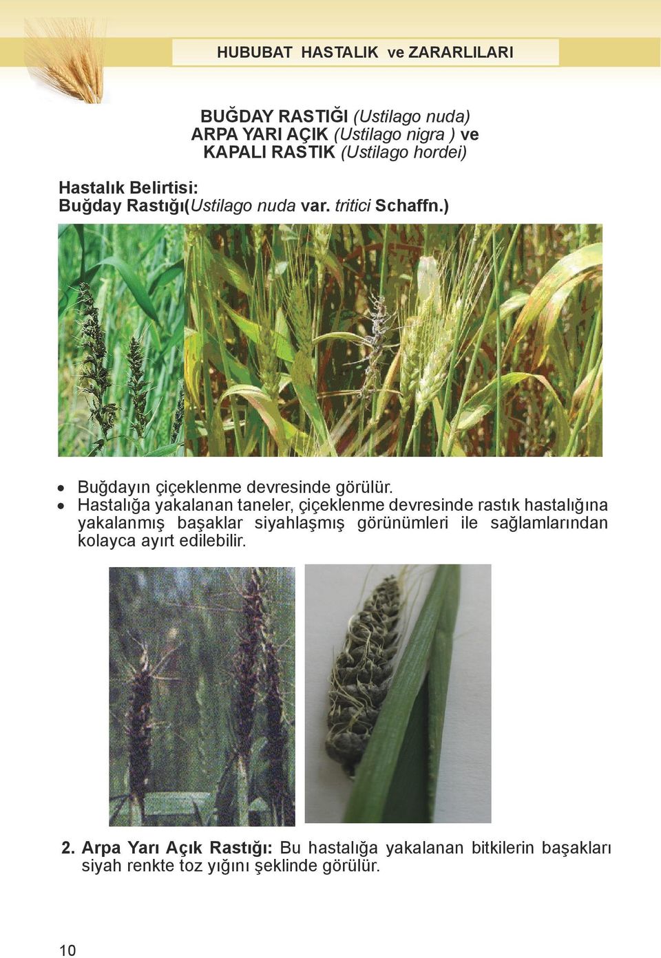 Schaffn.) Buğday Rastığı(Ustilago nudatritici var. tritici Schaffn.) 2. Arpa Yar Aç k Rast : Bu hastal a yakalanan bitkilerin baúaklar siyah renkte úeklinde görülür. 3.