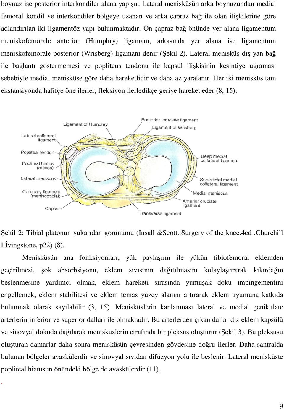 Ön çapraz bağ önünde yer alana ligamentum meniskofemorale anterior (Humphry) ligamanı, arkasında yer alana ise ligamentum meniskofemorale posterior (Wrisberg) ligamanı denir (Şekil 2).