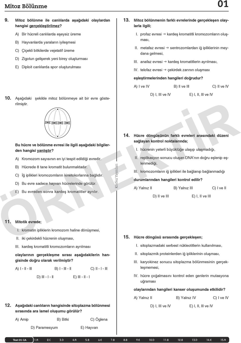 13. Mitoz bölünmenin farklı evrelerinde gerçekleşen olaylarla ilgili; I. profaz evresi g kardeş kromatitli kromozomların oluşması, II.