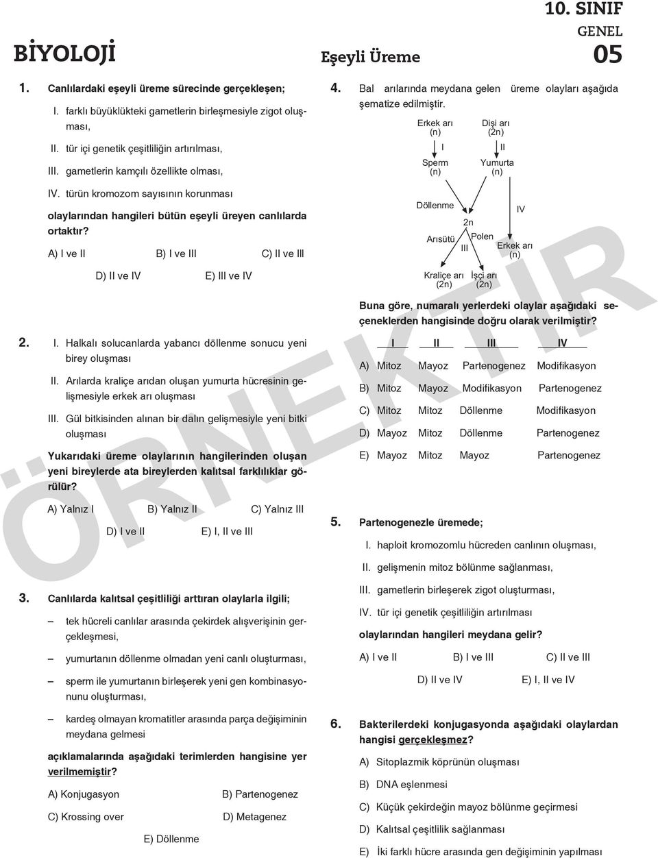 Erkek arý (n) I Sperm (n) Diþi arý (2n) II Yumurta (n) IV. türün kromozom sayısının korunması Döllenme olaylarından hangileri bütün eşeyli üreyen canlılarda ortaktır?