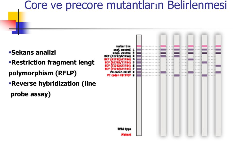 Restriction fragment lengt