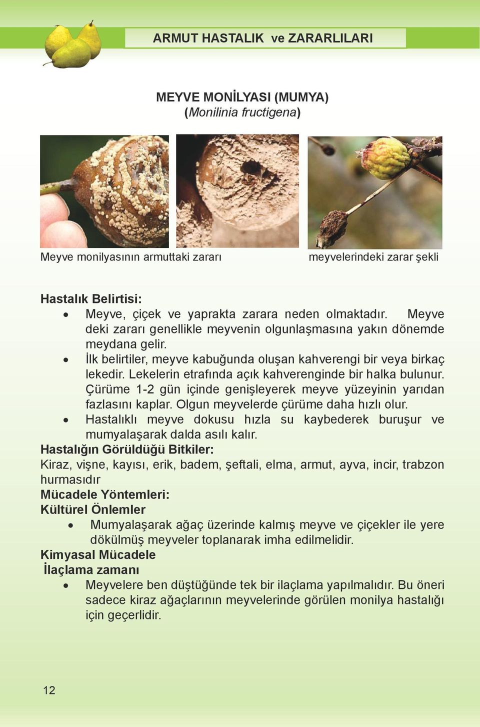 Olgun meyvelerde Kültürel çürüme Önlemler daha h zl olur. lk belirtiler, meyve kabu unda olu an kahverengi bir veya birkaç lekedir. Lekelerin etraf nda aç k kahverenginde bir halka bulunur.