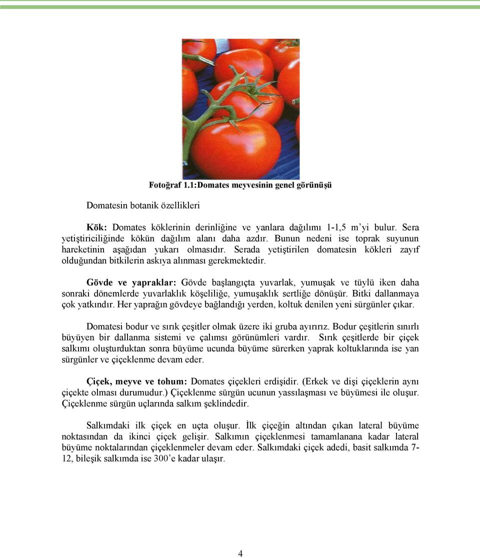 Serada yetiştirilen domatesin kökleri zayıf olduğundan bitkilerin askıya alınması gerekmektedir.