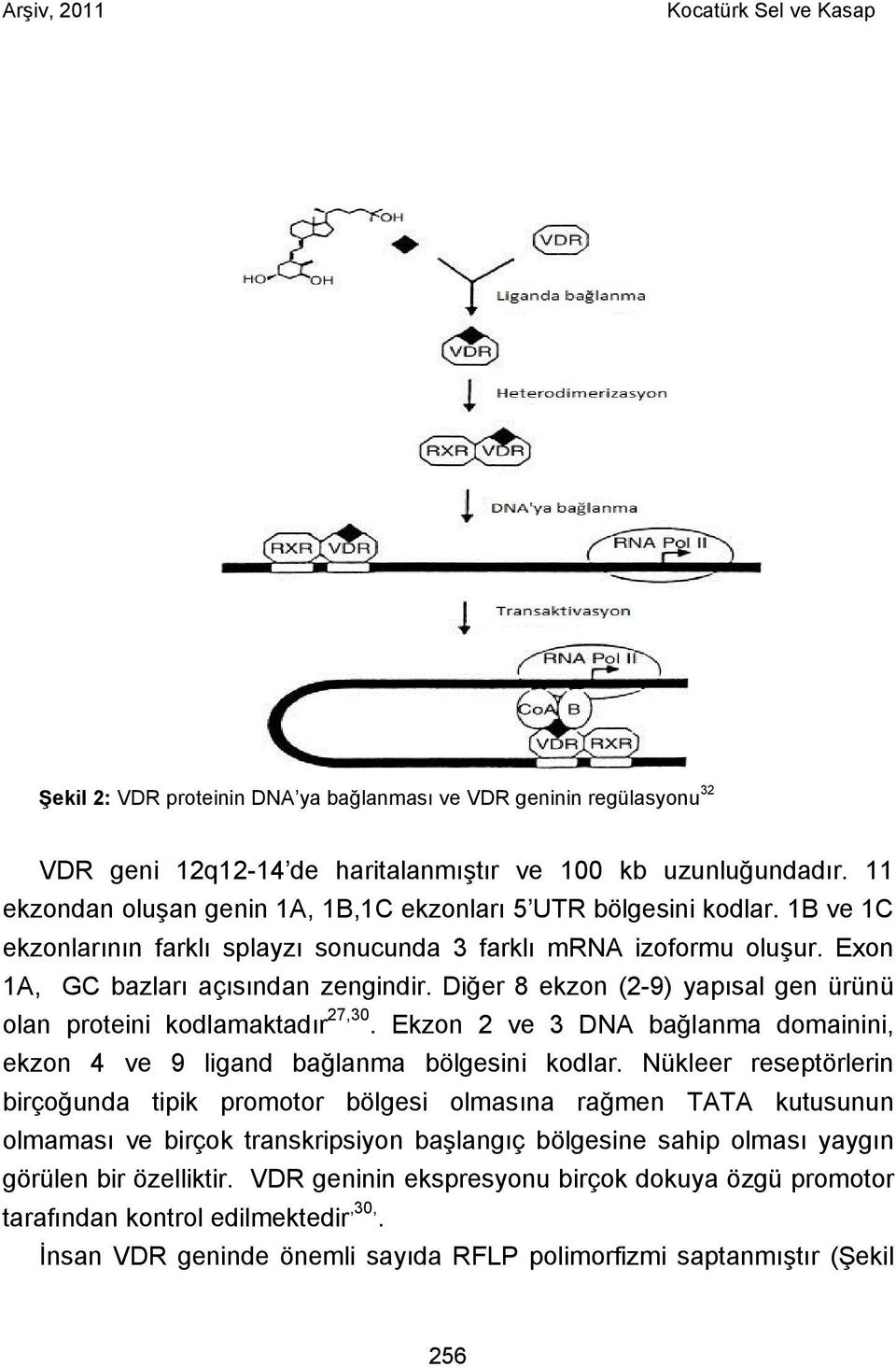 Diğer 8 ekzon (2-9) yapısal gen ürünü olan proteini kodlamaktadır 27,30. Ekzon 2 ve 3 DNA bağlanma domainini, ekzon 4 ve 9 ligand bağlanma bölgesini kodlar.