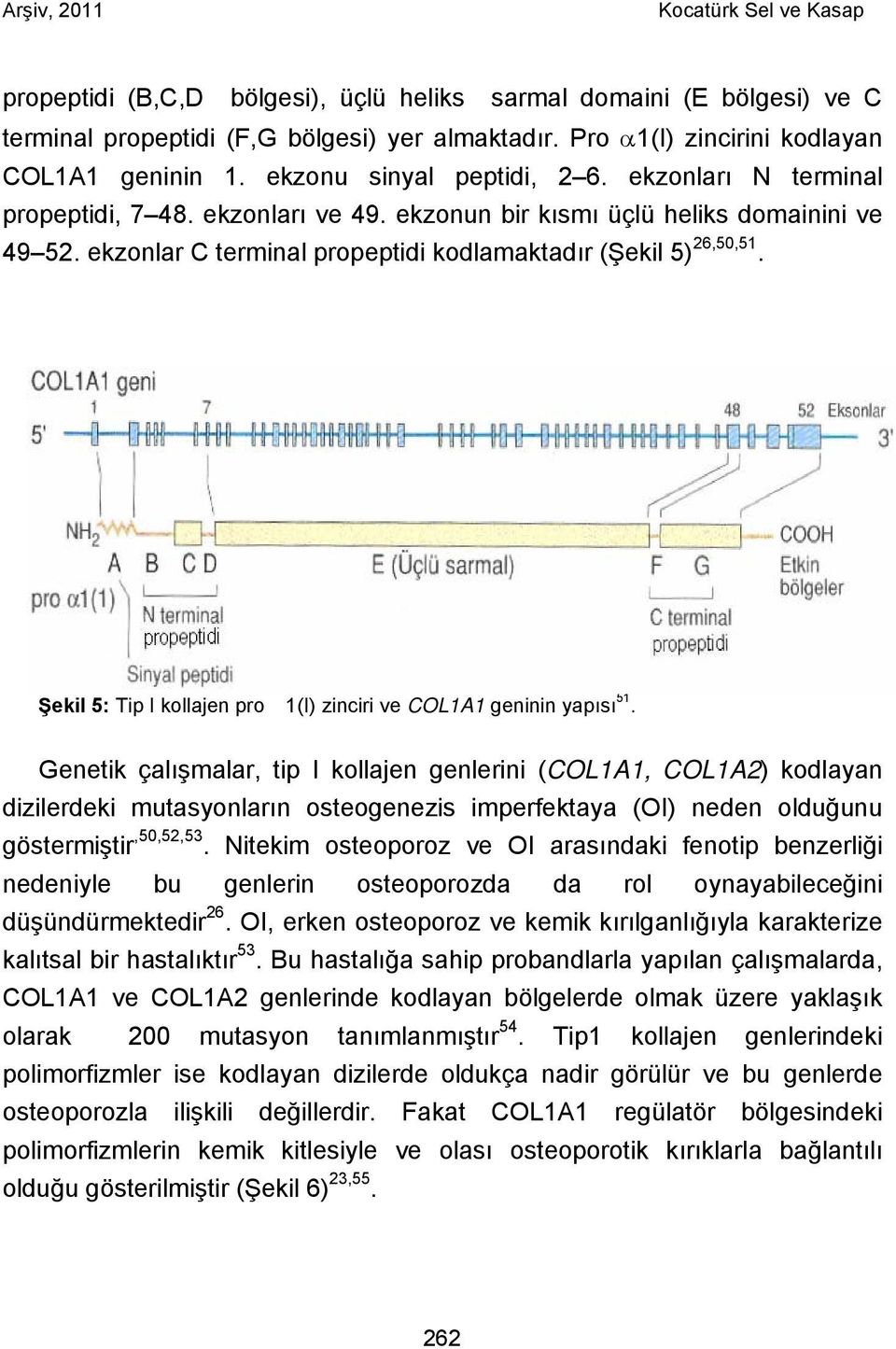 Şekil 5: Tip I kollajen pro 1(I) zinciri ve COL1A1 geninin yapısı 51.