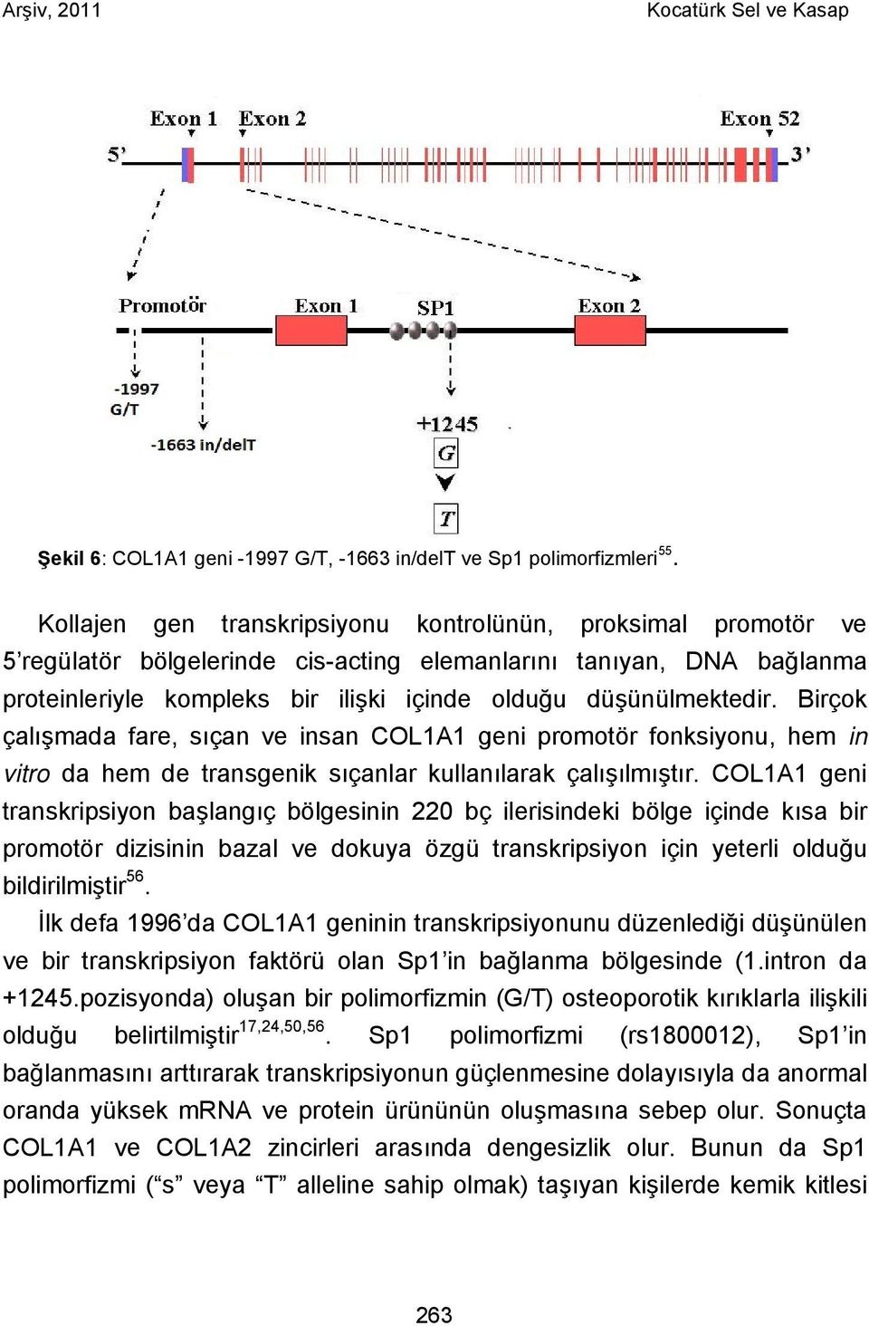 Birçok çalışmada fare, sıçan ve insan COL1A1 geni promotör fonksiyonu, hem in vitro da hem de transgenik sıçanlar kullanılarak çalışılmıştır.