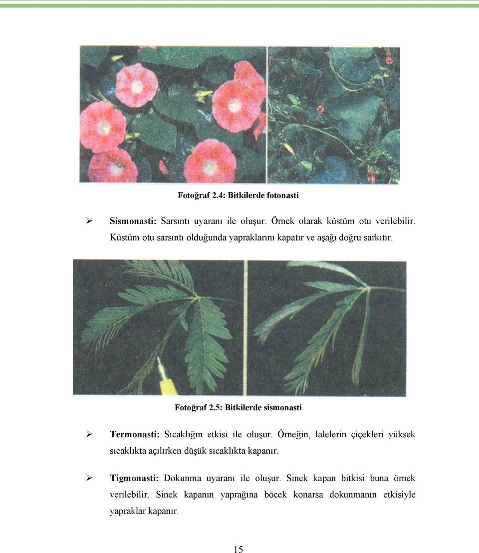 5: Bitkilerde sismonasti Termonasti: Sıcaklığın etkisi ile oluşur.