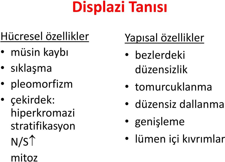 stratifikasyon N/S mitoz Yapısal özellikler bezlerdeki