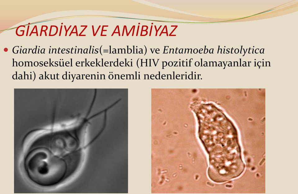 histolytica homoseksüel erkeklerdeki (HIV