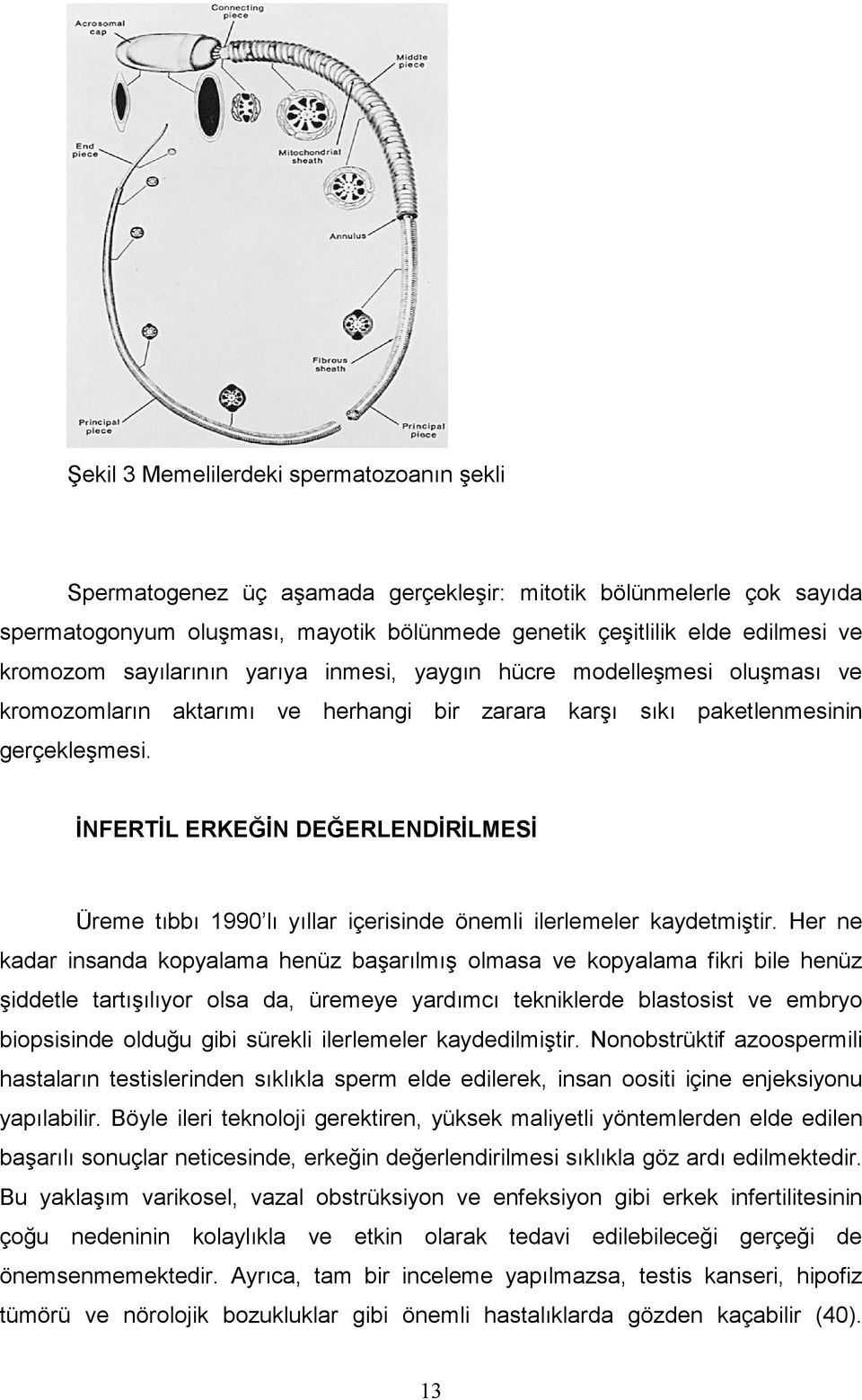 İNFERTİL ERKEĞİN DEĞERLENDİRİLMESİ Üreme tıbbı 1990 lı yıllar içerisinde önemli ilerlemeler kaydetmiştir.