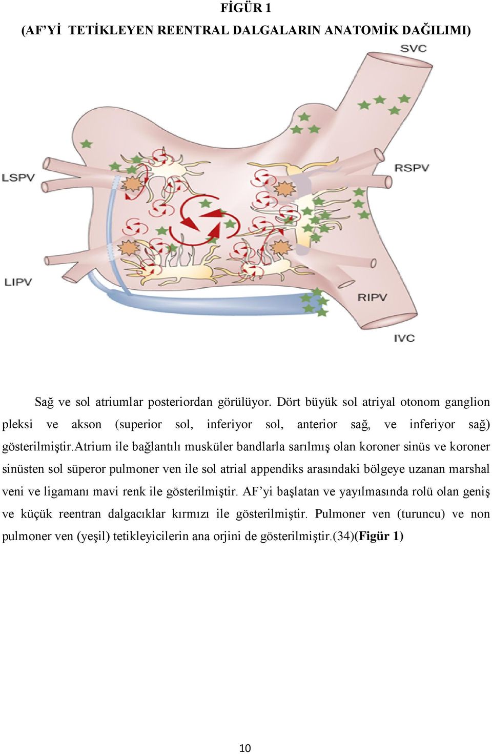 atrium ile bağlantılı musküler bandlarla sarılmış olan koroner sinüs ve koroner sinüsten sol süperor pulmoner ven ile sol atrial appendiks arasındaki bölgeye uzanan