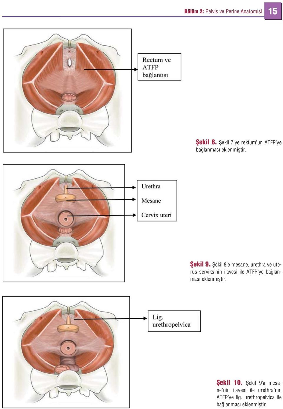 fiekil 8 e mesane, urethra ve uterus serviks nin ilavesi ile ATFP ye ba lanmas