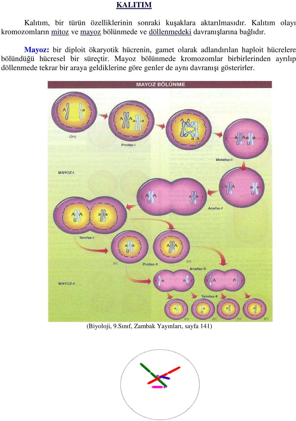 Mayoz: bir diploit ökaryotik hücrenin, gamet olarak adlandırılan haploit hücrelere bölündüğü hücresel bir süreçtir.