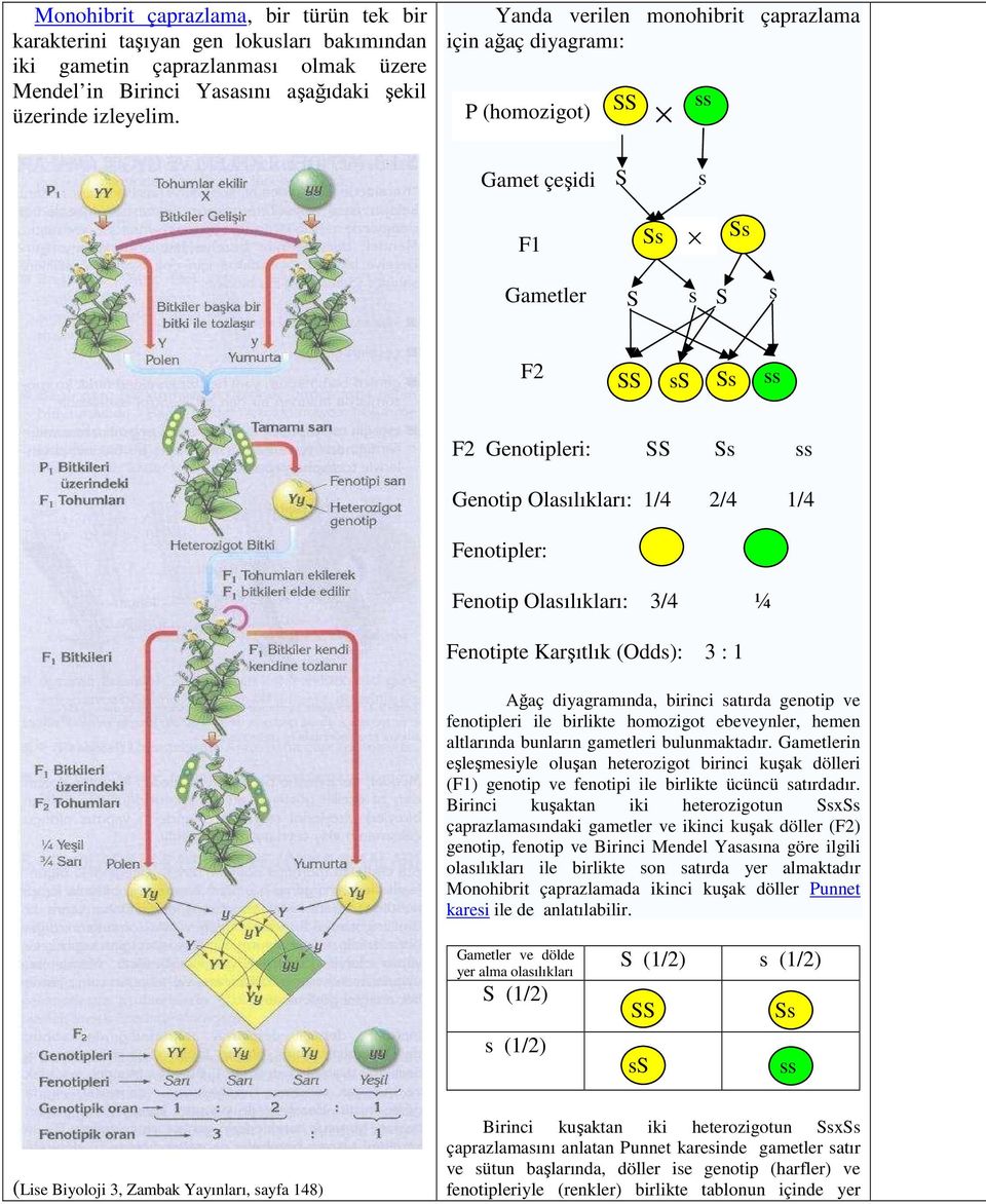 Fenotipler: Fenotip Olasılıkları: 3/4 ¼ Fenotipte Karşıtlık (Odds): 3 : 1 Ağaç diyagramında, birinci satırda genotip ve fenotipleri ile birlikte homozigot ebeveynler, hemen altlarında bunların