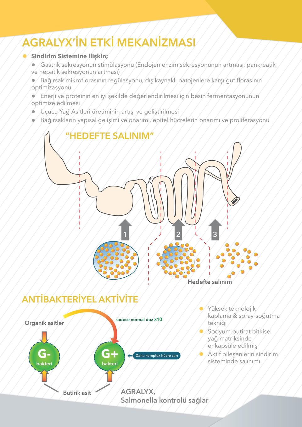 üretiminin artışı ve geliştirilmesi Bağırsakların yapısal gelişimi ve onarımı, epitel hücrelerin onarımı ve proliferasyonu HEDEFTE SALINIM 1 2 3 Hedefte salınım ANTİBAKTERİYEL AKTİVİTE Organik