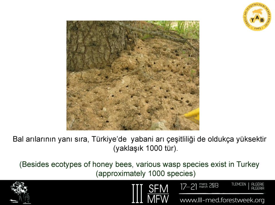 tür). (Besides ecotypes of honey bees, various