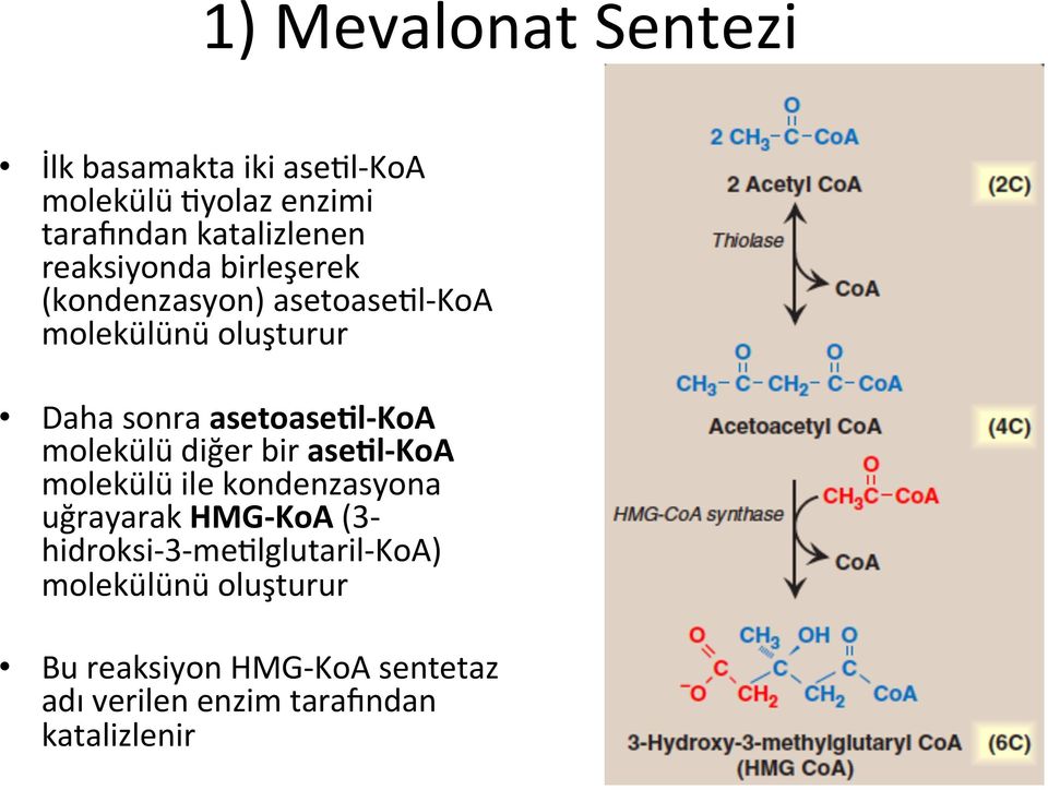 KoA molekülü diğer bir asecl- KoA molekülü ile kondenzasyona uğrayarak HMG- KoA (3- hidroksi- 3-