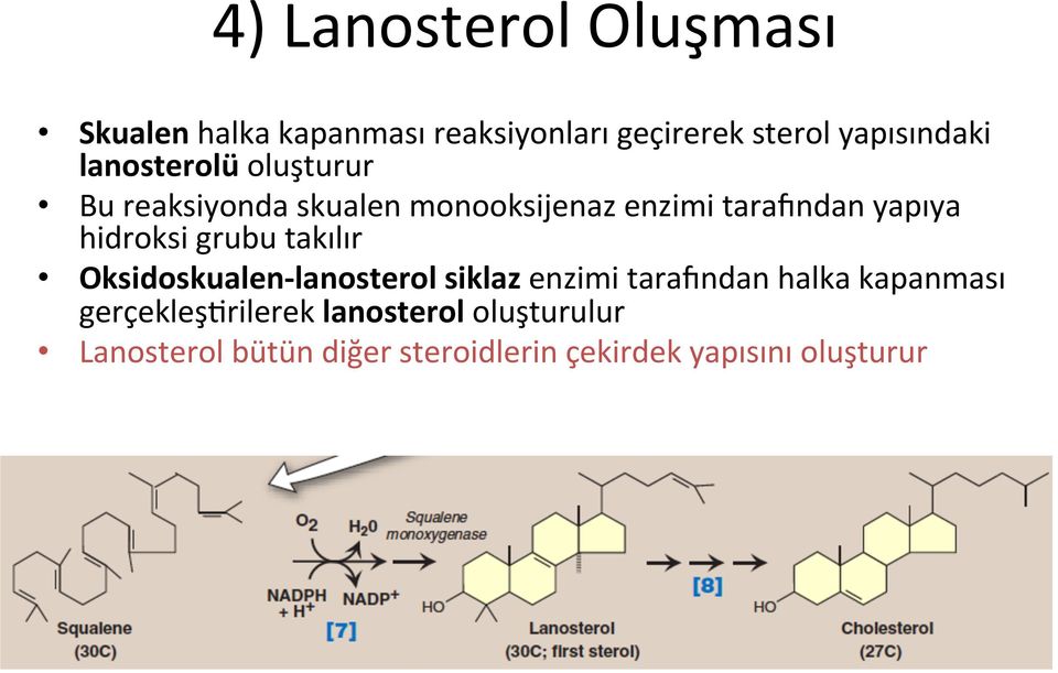 grubu takılır Oksidoskualen- lanosterol siklaz enzimi taraindan halka kapanması