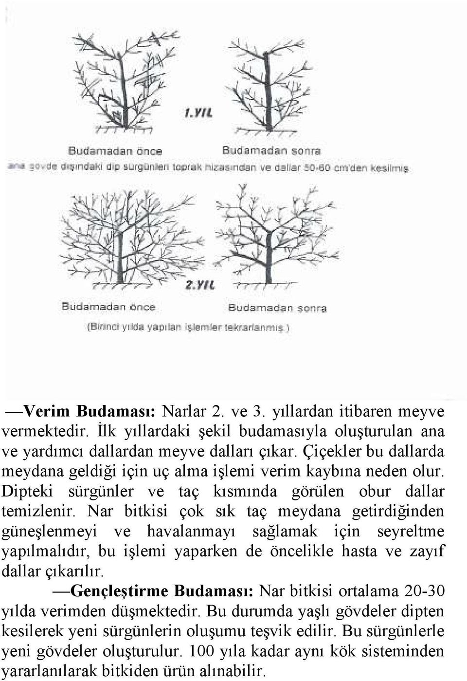 Nar bitkisi çok sık taç meydana getirdiğinden güneşlenmeyi ve havalanmayı sağlamak için seyreltme yapılmalıdır, bu işlemi yaparken de öncelikle hasta ve zayıf dallar çıkarılır.