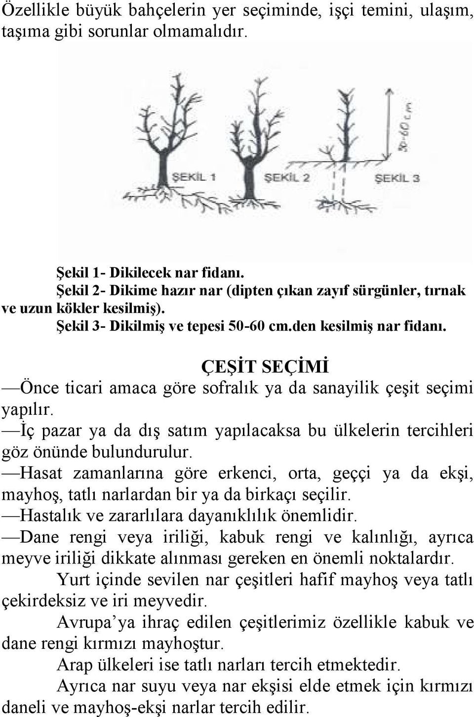 ÇEŞİT SEÇİMİ Önce ticari amaca göre sofralık ya da sanayilik çeşit seçimi yapılır. İç pazar ya da dış satım yapılacaksa bu ülkelerin tercihleri göz önünde bulundurulur.