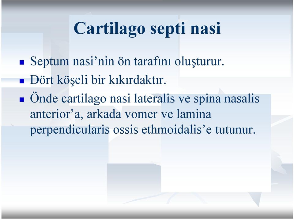 Önde cartilago nasi lateralis ve spina nasalis