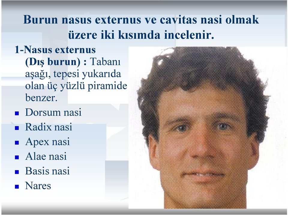 1-Nasus externus (Dış burun) : Tabanı aşağı, tepesi