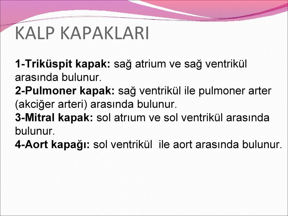 2-Pulmoner kapak: sağ ventrikül ile pulmoner arter (akciğer arteri)