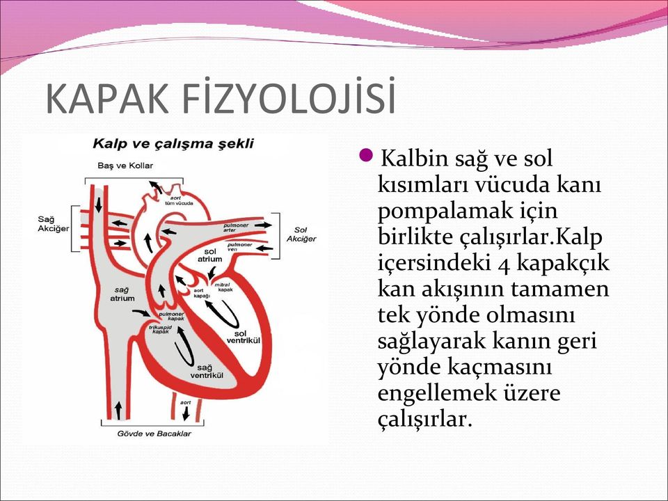 kalp içersindeki 4 kapakçık kan akışının tamamen tek