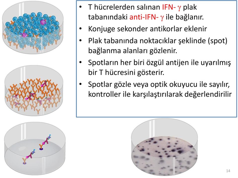 bağlanma alanları gözlenir.