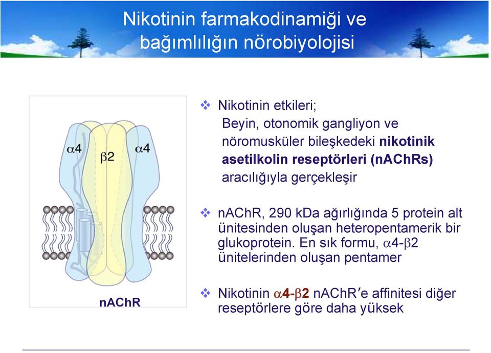 kda ağırlığında 5 protein alt ünitesinden oluşan heteropentamerik bir glukoprotein.