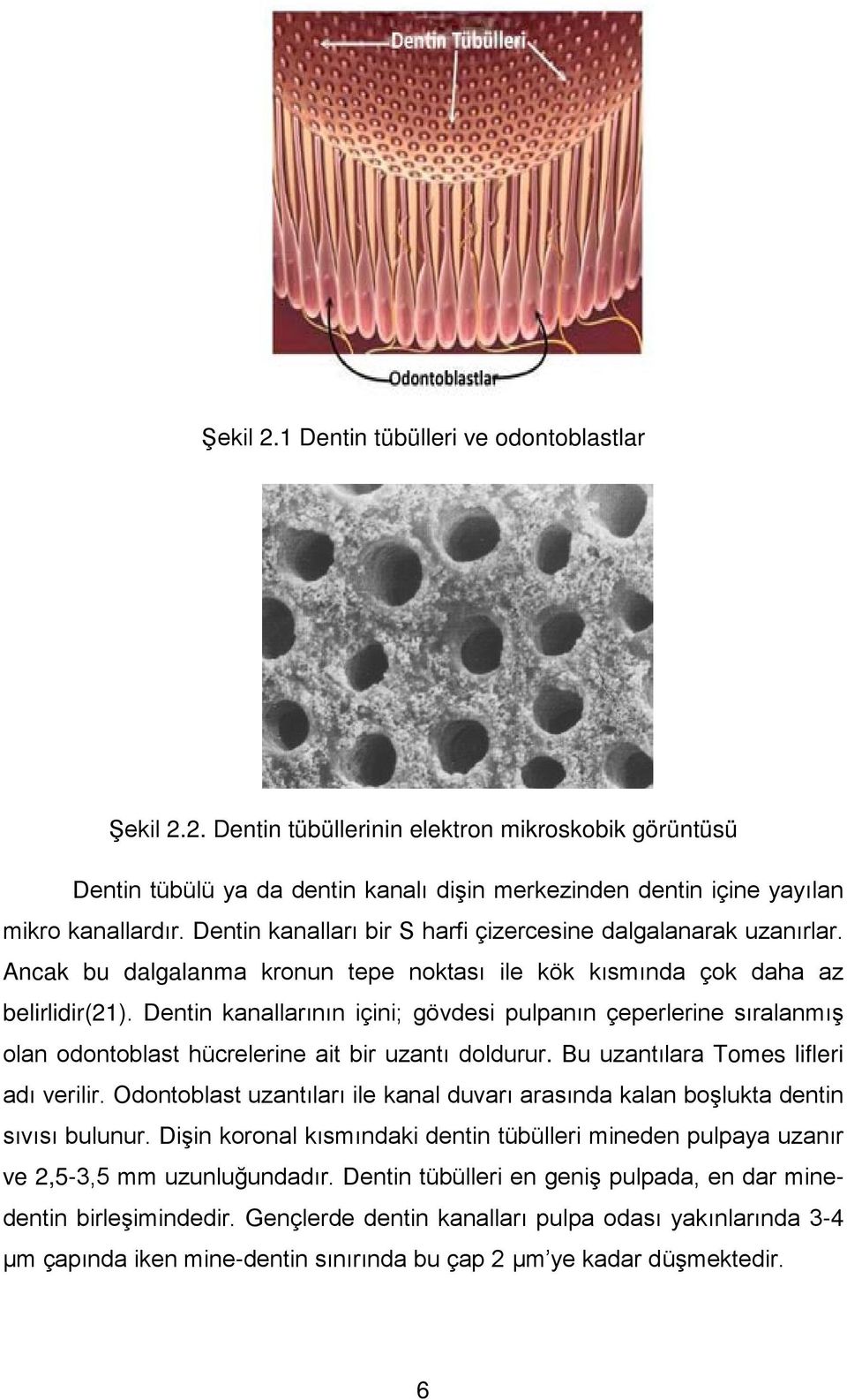 Dentin kanallarının içini; gövdesi pulpanın çeperlerine sıralanmış olan odontoblast hücrelerine ait bir uzantı doldurur. Bu uzantılara Tomes lifleri adı verilir.