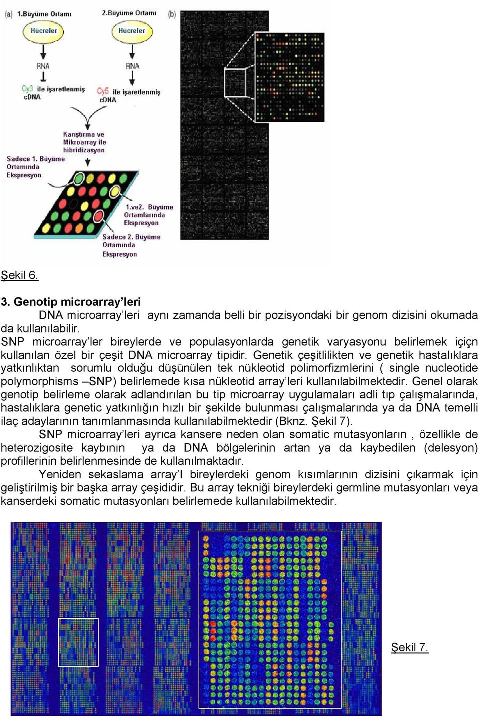 Genetik çeşitlilikten ve genetik hastalıklara yatkınlıktan sorumlu olduğu düşünülen tek nükleotid polimorfizmlerini ( single nucleotide polymorphisms SNP) belirlemede kısa nükleotid array leri