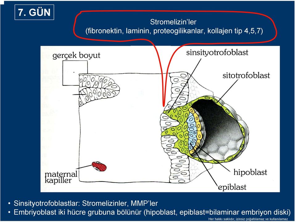 Sinsityotrofoblastlar: Stromelizinler, MMP ler Embriyoblast iki