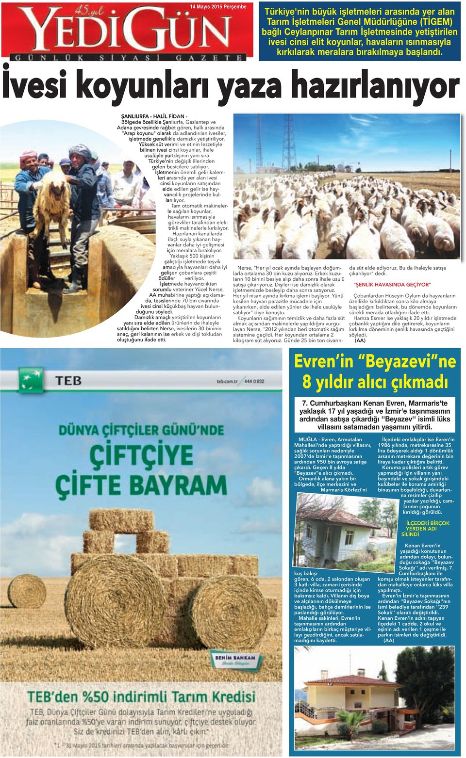 İvesi koyunları yaza hazırlanıyor ŞAnLıUrFA - HALİL FİdAn - Bölgede özellikle Şanlıurfa, Gaziantep ve Adana çevresinde rağbet gören, halk arasında "Arap koyunu" olarak da adlandırılan ivesiler,