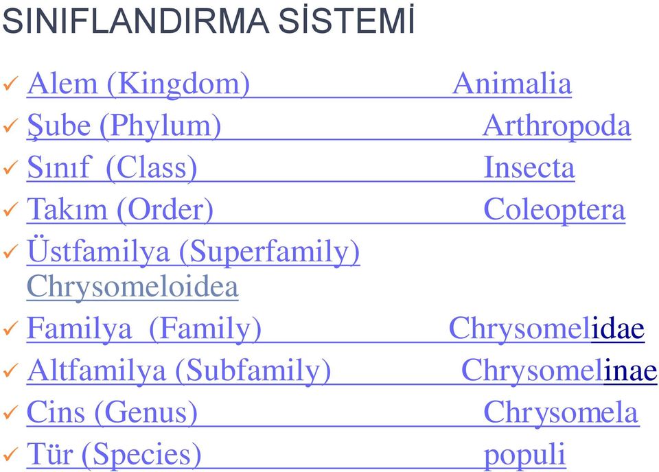 (Family) Altfamilya (Subfamily) Cins (Genus) Tür (Species) Animalia