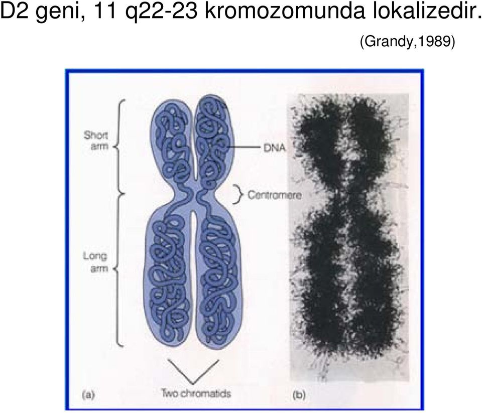 kromozomunda