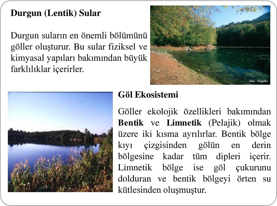 Göl Ekosistemi Göller ekolojik özellikleri bakımından Bentik ve Limnetik (Pelajik) olmak üzere iki kısma