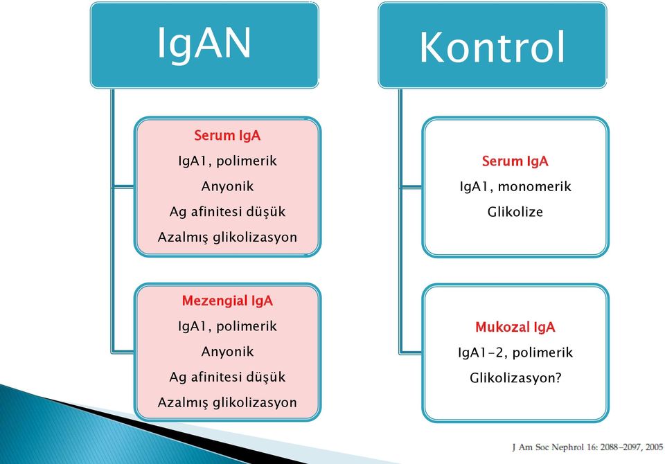 glikolizasyon Mezengial IgA IgA1, polimerik Anyonik Ag