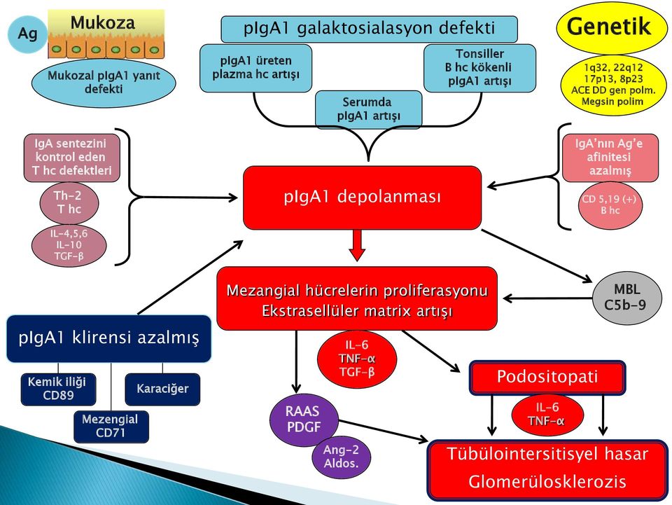 Megsin polim IgA sentezini kontrol eden T hc defektleri Th-2 T hc IL-4,5,6 IL-10 TGF-β piga1 depolanması IgA nın Ag e afinitesi azalmış CD 5,19 (+) B