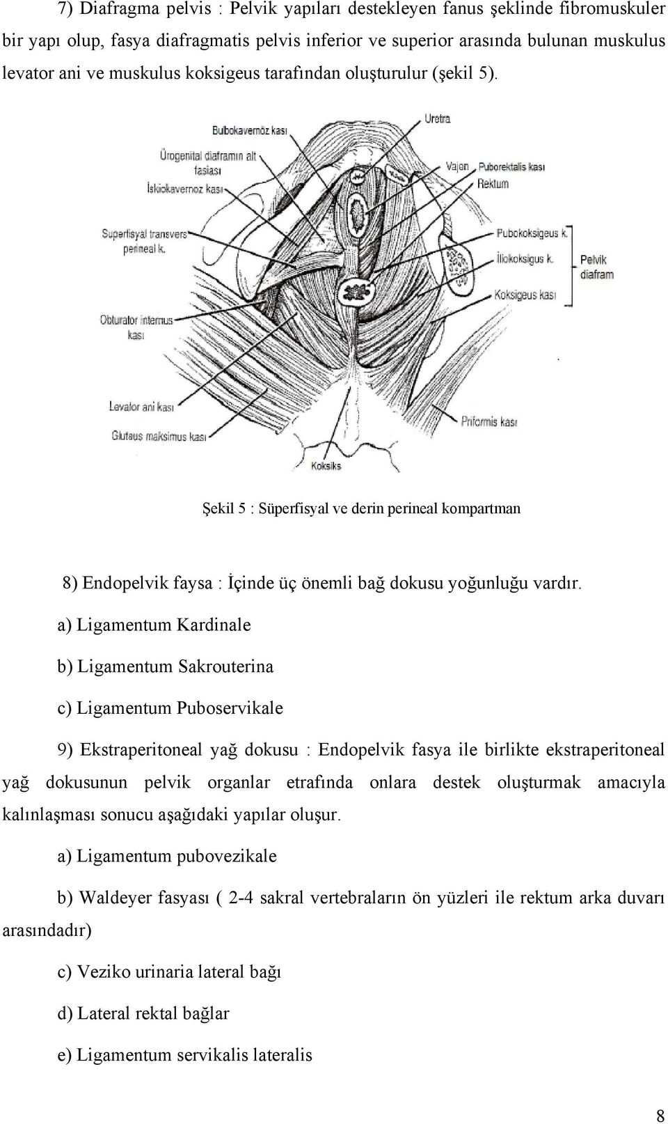 a) Ligamentum Kardinale b) Ligamentum Sakrouterina c) Ligamentum Puboservikale 9) Ekstraperitoneal yağ dokusu : Endopelvik fasya ile birlikte ekstraperitoneal yağ dokusunun pelvik organlar etrafında