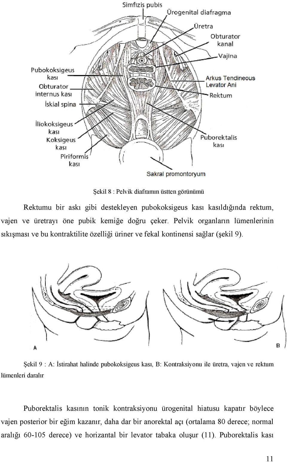 Şekil 9 : A: İstirahat halinde pubokoksigeus kası, B: Kontraksiyonu ile üretra, vajen ve rektum lümenleri daralır Puborektalis kasının tonik kontraksiyonu