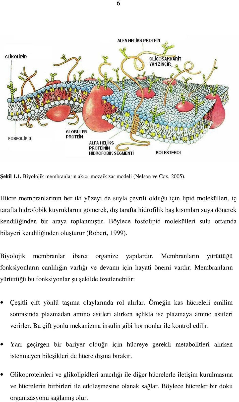 araya toplanmıştır. Böylece fosfolipid molekülleri sulu ortamda bilayeri kendiliğinden oluşturur (Robert, 1999). Biyolojik membranlar ibaret organize yapılardır.