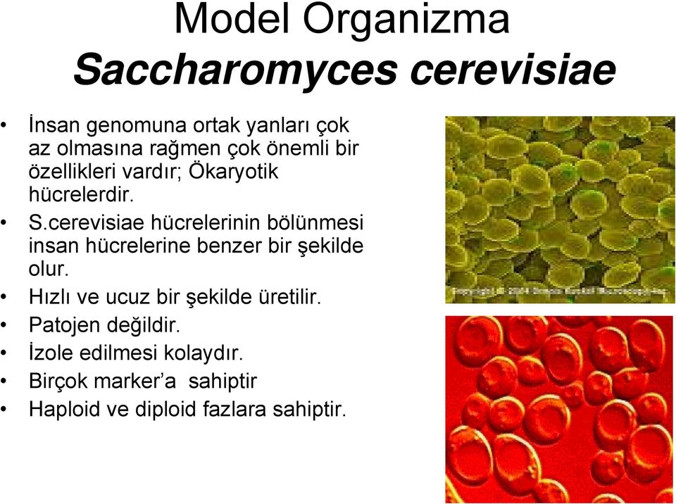 cerevisiae hücrelerinin bölünmesi insan hücrelerine benzer bir şekilde olur.