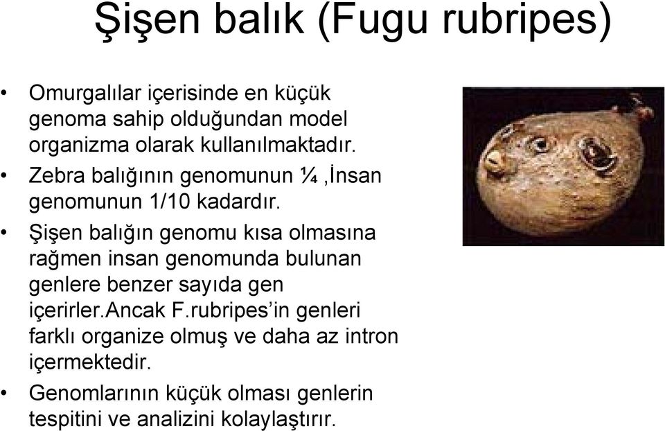 Şişen balığın genomu kısa olmasına rağmen insan genomunda bulunan genlere benzer sayıda gen içerirler.ancak F.