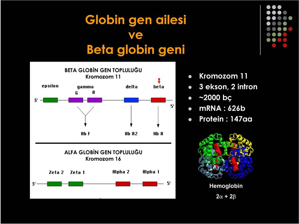 intron ~2000 bç mrna : 626b Protein : 147aa ALFA
