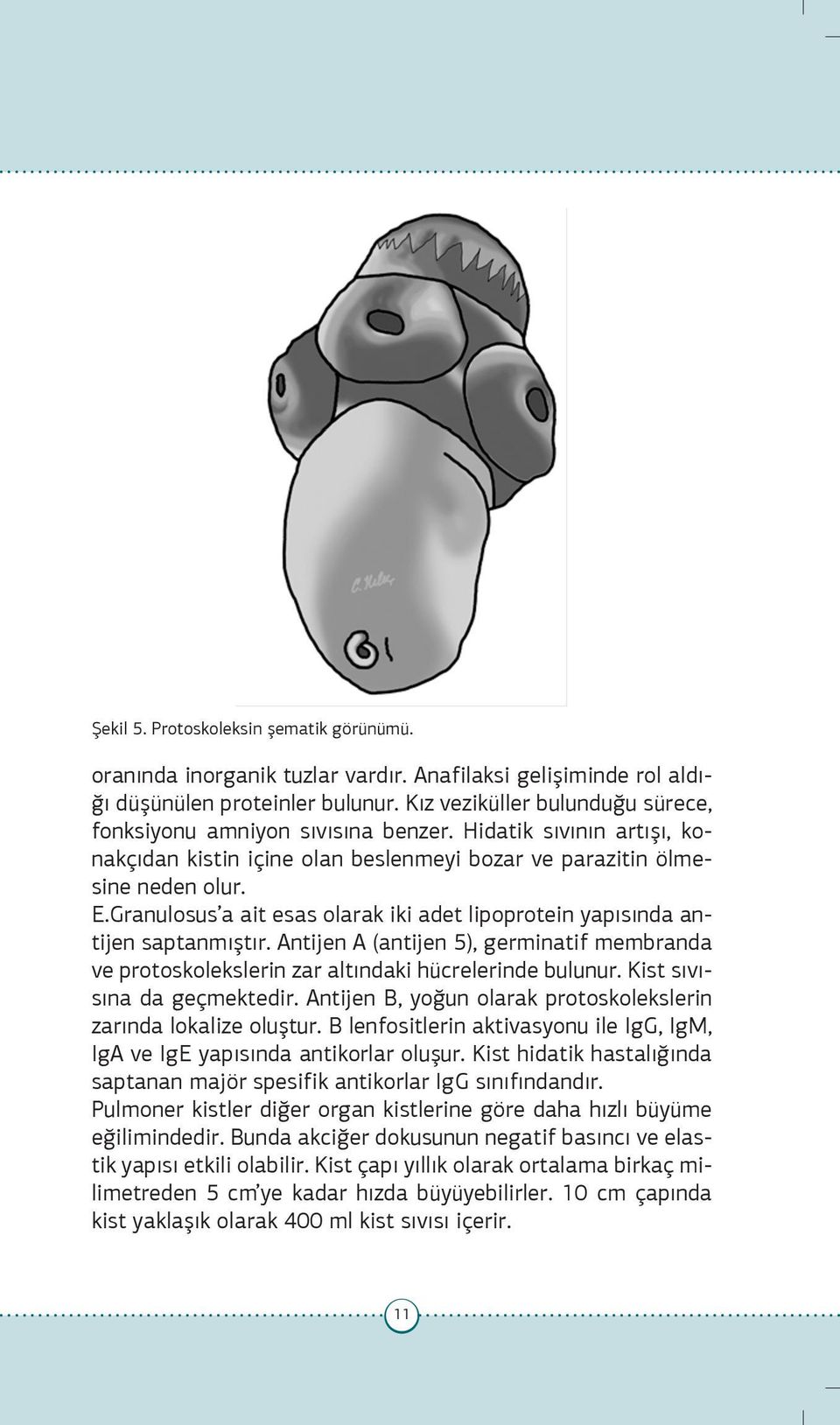 Granulosus a ait esas olarak iki adet lipoprotein yapısında antijen saptanmıştır. Antijen A (antijen 5), germinatif membranda ve protoskolekslerin zar altındaki hücrelerinde bulunur.