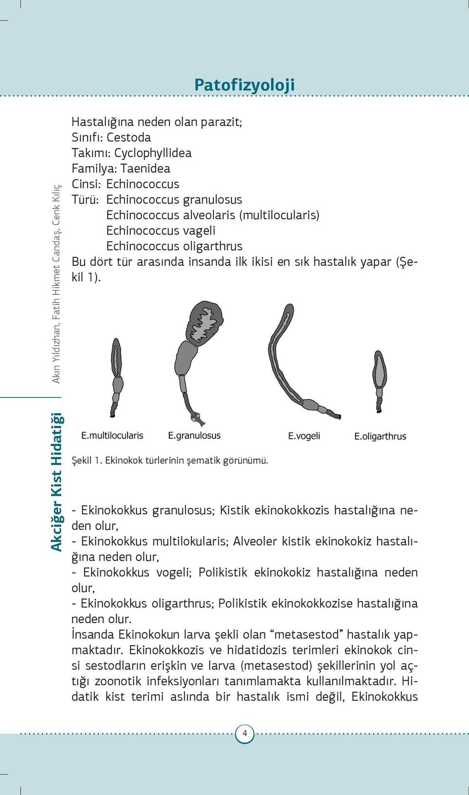 Ekinokok türlerinin şematik görünümü.