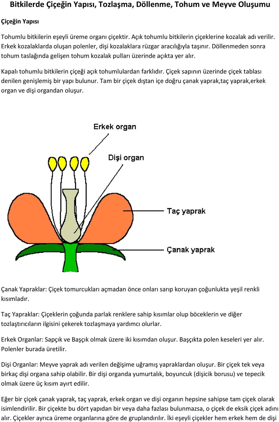 Kapalı tohumlu bitkilerin çiçeği açık tohumlulardan farklıdır. Çiçek sapının üzerinde çiçek tablası denilen genişlemiş bir yapı bulunur.