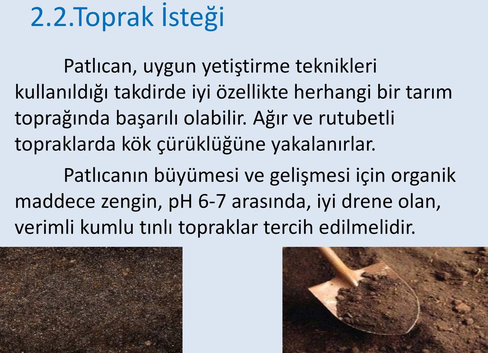 Ağır ve rutubetli topraklarda kök çürüklüğüne yakalanırlar.